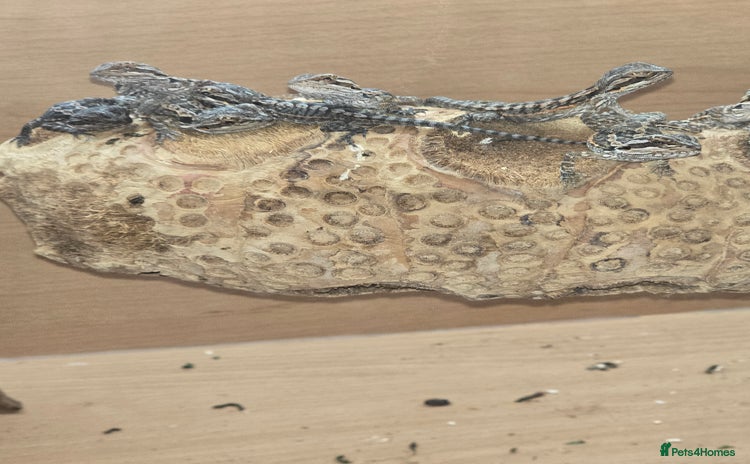 Bearded Dragon reptiles - Advert 4
