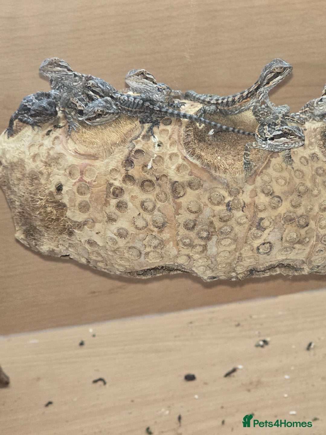 Bearded Dragon reptiles for sale: Baby bearded dragons with tint red 2 for £100 - Image 1