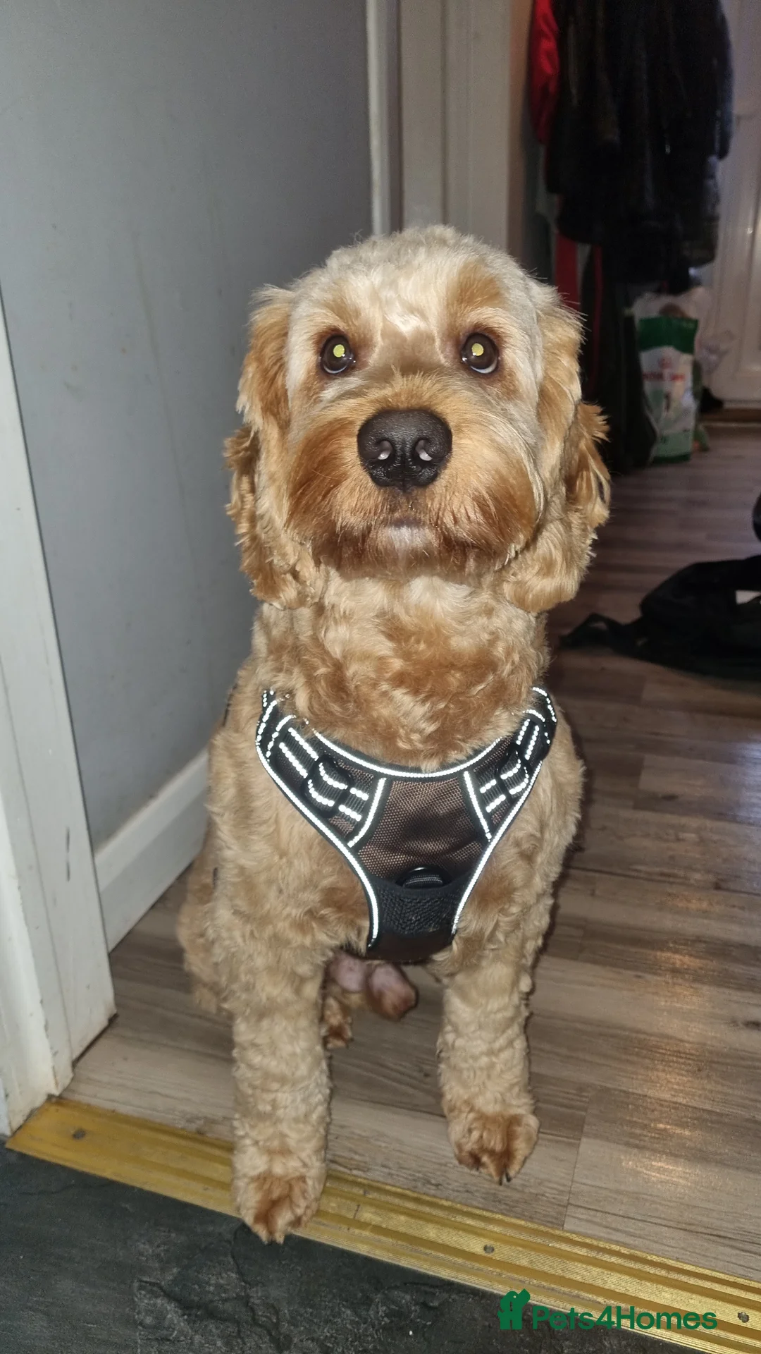 Cockapoo dogs for stud: Buddy in Alexandria - Advert 2