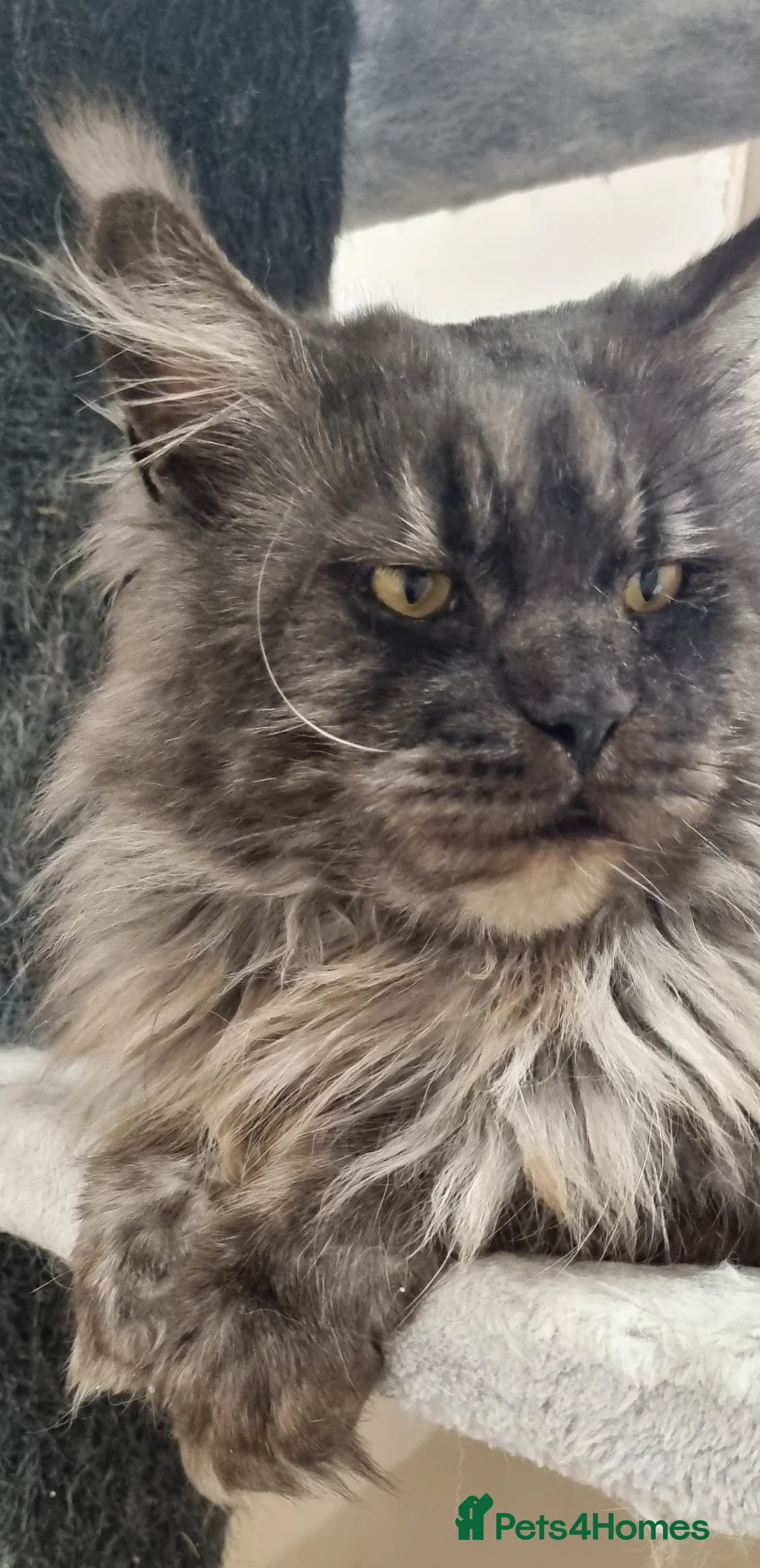 Maine Coon cats for stud: Proven Champion bloodlines stud in Doncaster - Advert 6