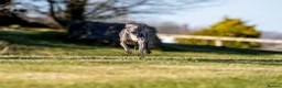 Italian Greyhound dogs for stud: *FOR STUD* Blue Italian Greyhound  - Advert 3