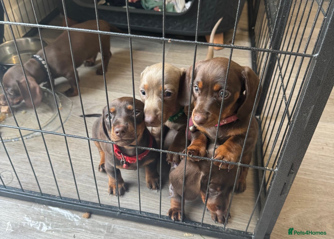 Miniature Dachshund dogs for sale: stunning KC miniature dachshunds  - Image 2