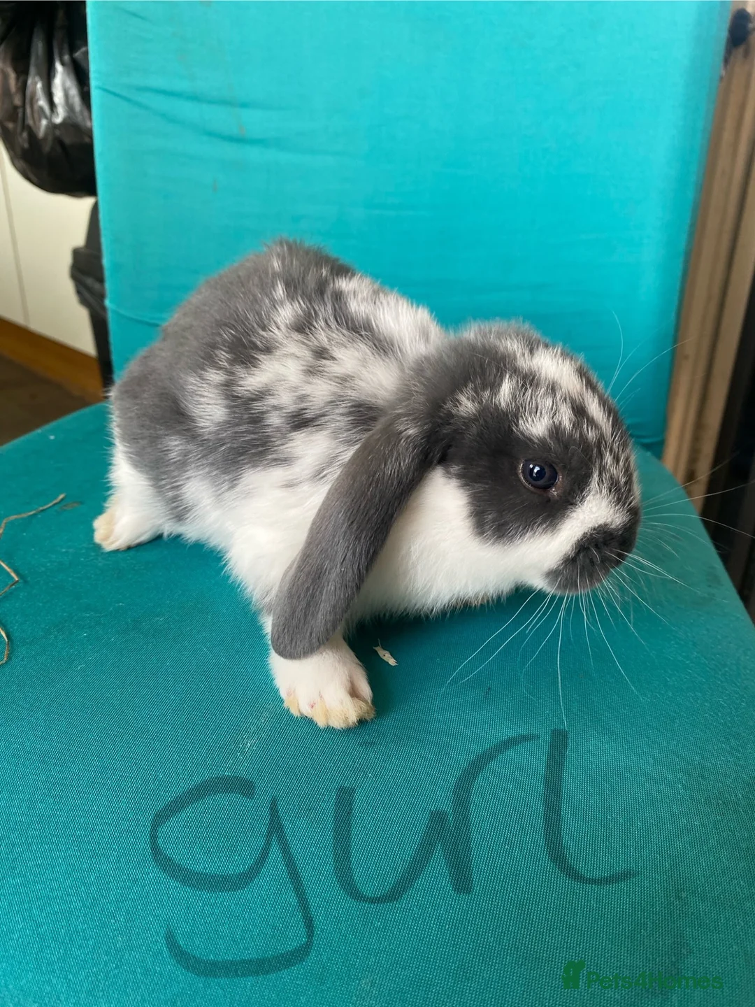 French Lop rabbits for sale: French lop bunnies for sale  - Advert 12