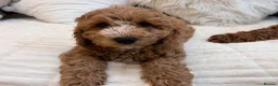 Mixed Breed dogs for sale: One male beutiful male cavapooshion puppy     - Advert 7