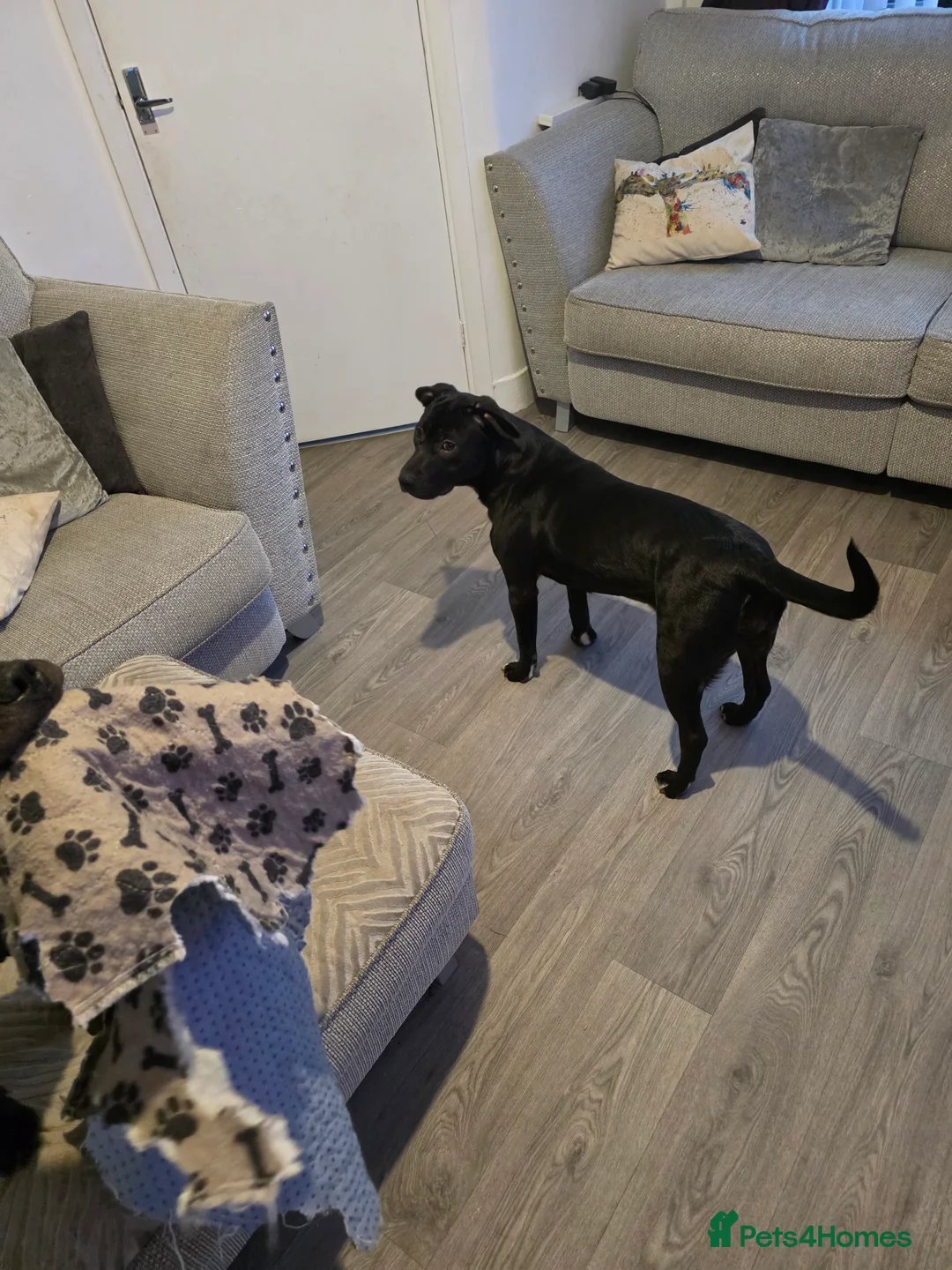 Mixed Breed dogs for sale: Kali 8 months old - Advert 4