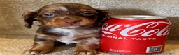 Miniature Dachshund dogs for sale: Mini long haired KC PRA clear health tested baby  - Advert 8