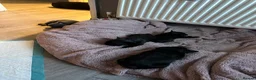 French Bulldog dogs for sale: French Bulldog puppies! in Sheffield - Advert 18