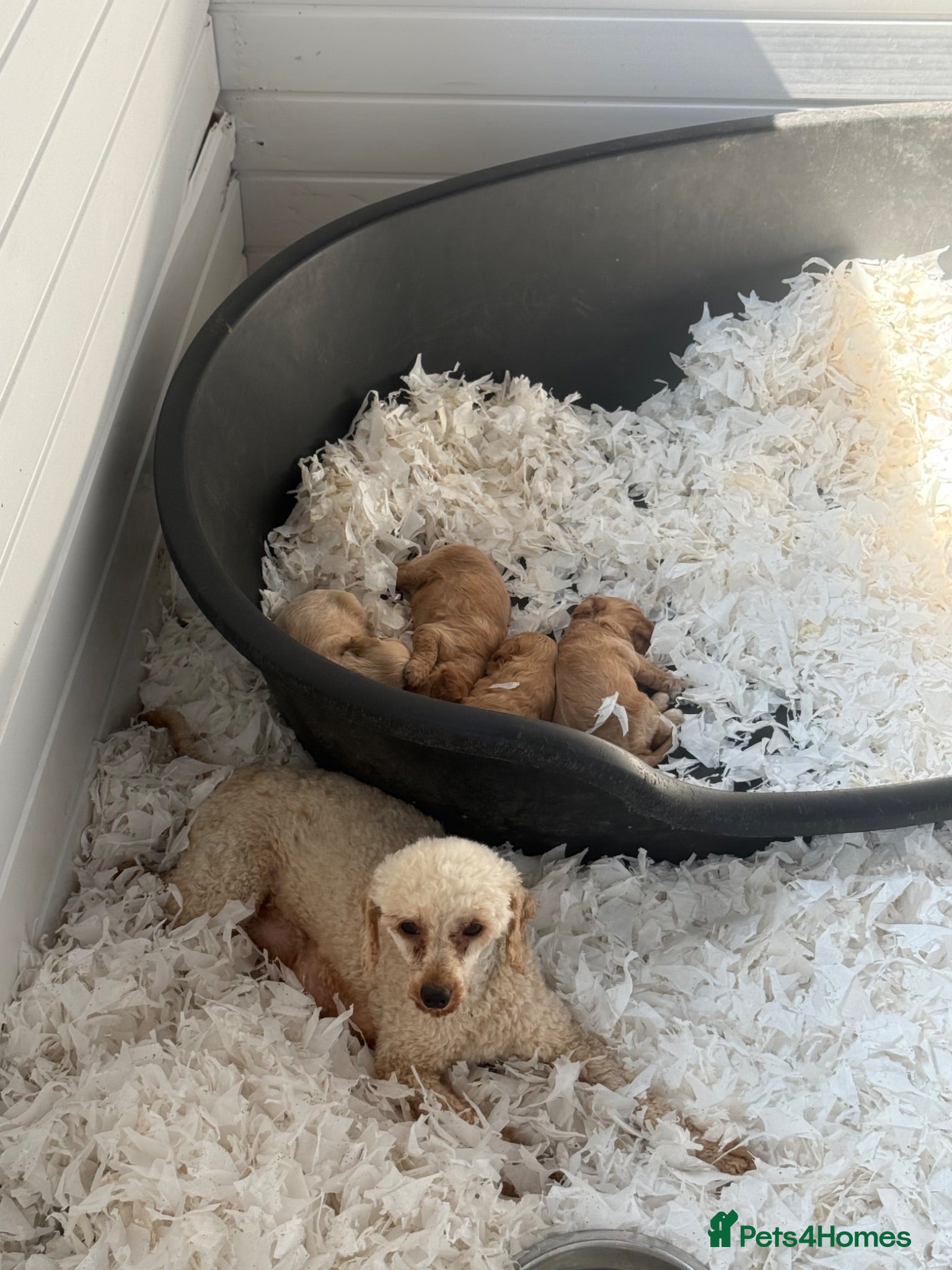 Cavapoo dogs Stunning F1 Cavapoos  - Advert 12