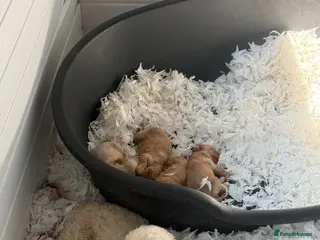 Cavapoo dogs Stunning F1 Cavapoos - Advert 5
