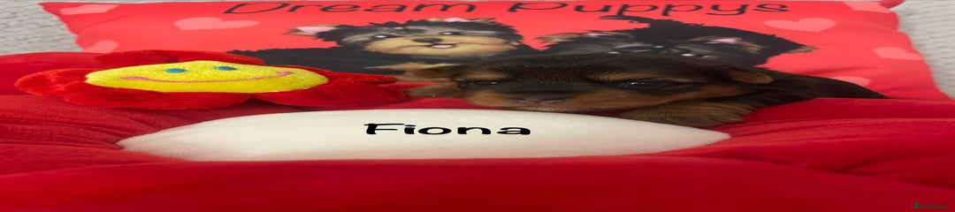 ❤️ Fiona Red Yorkshire Terrier Puppy 1  