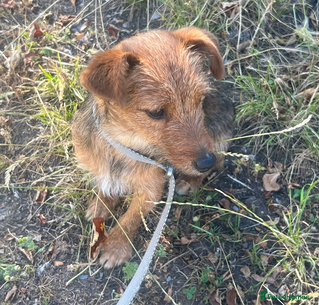 Mixed Breed dogs for adoption: Lillie * Yorkshire Terrier x * 240714 - Image 3