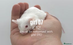 Mouse rodents for sale: fancy mice - (please read the description).  - Image 7