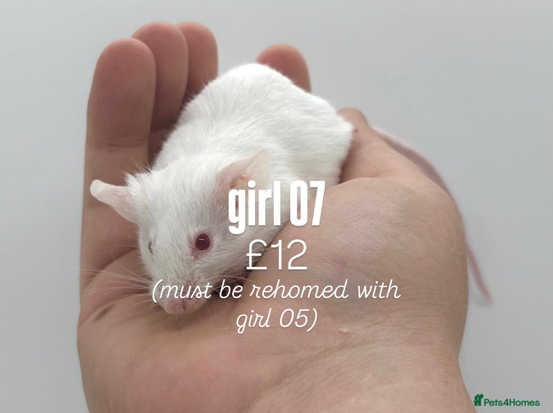 Mouse rodents for sale: fancy mice - (please read the description).  - Image 7