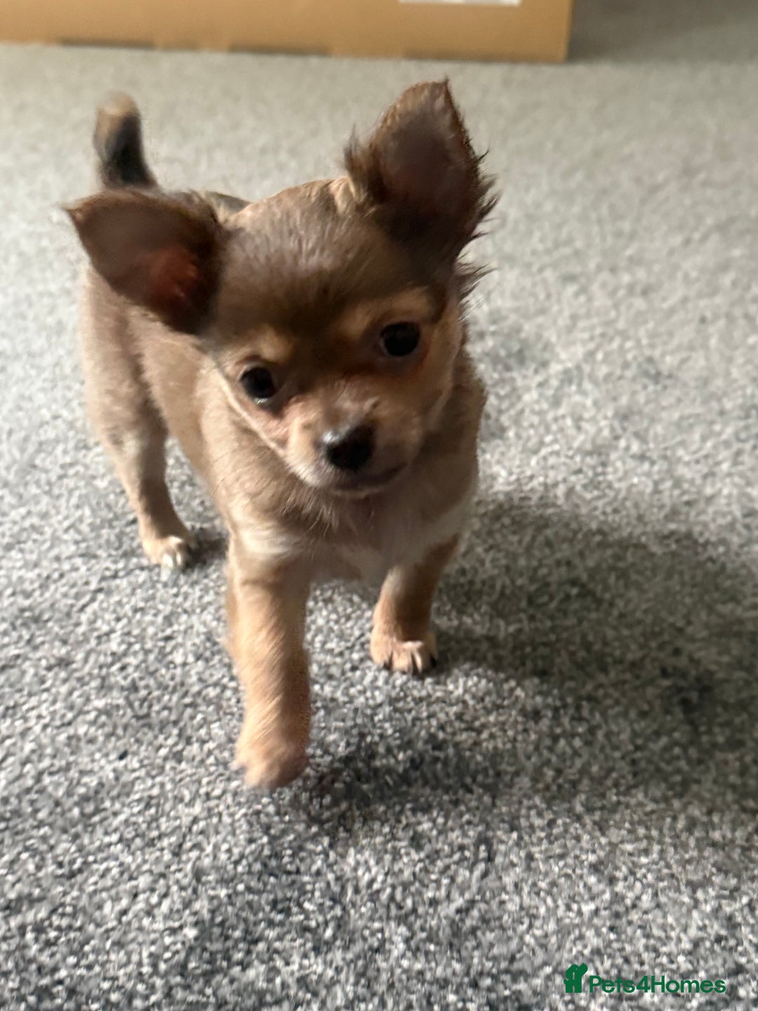 Chihuahua dogs for sale: chihuahua 8 week old female  - Advert 2