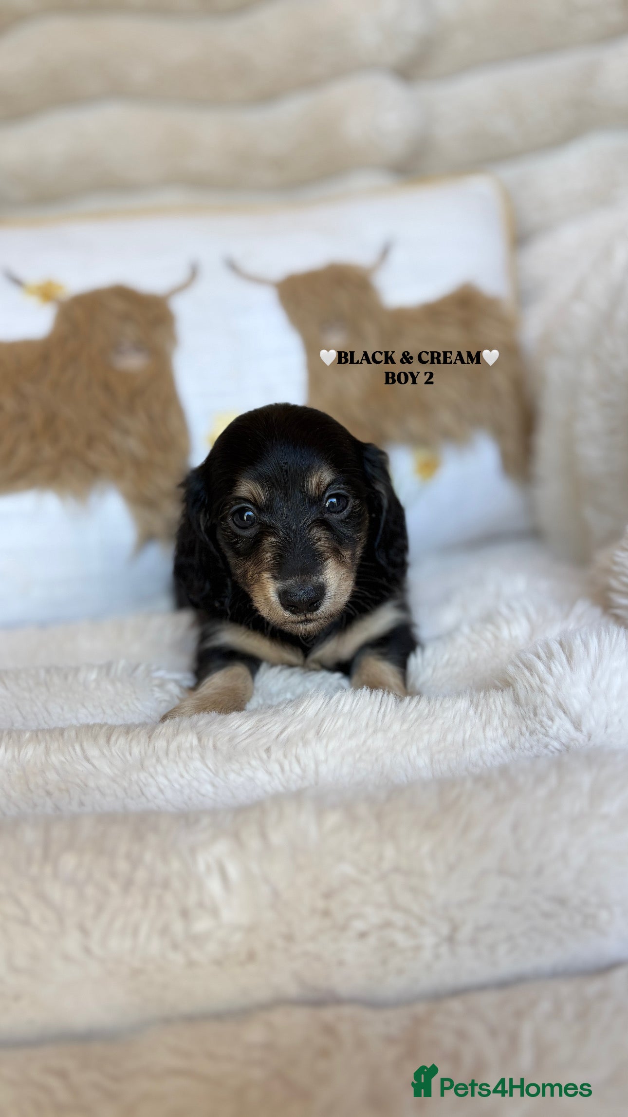Miniature Dachshund dogs KC LONG HAIRED CREAM MINIATURE DACHSHUNDS🤍 - Advert 2