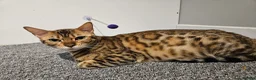 Bengal cats for sale: Looking for a new home  in Great Yarmouth - Advert 4