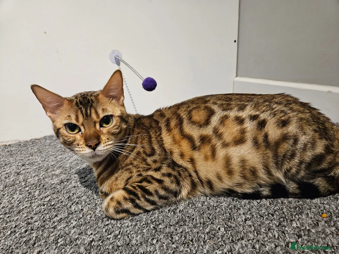 Bengal cats for sale: Looking for a new home  in Great Yarmouth - Advert 4