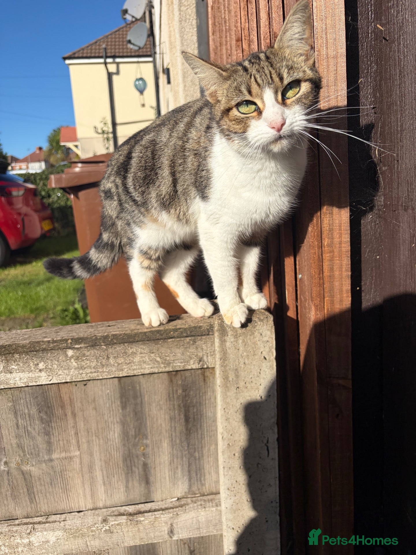 Mixed Breed cats 3 year old cat looking for a loving home  - Advert 2