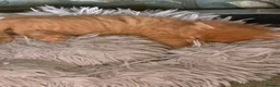 Mixed Breed cats for sale: Beautiful kittens available  - Advert 6
