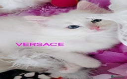Ragdoll cats for sale: BEAUTIFUL CROSS RAGDOLL/PERSIAN 😻😻😻😻 - Image 6