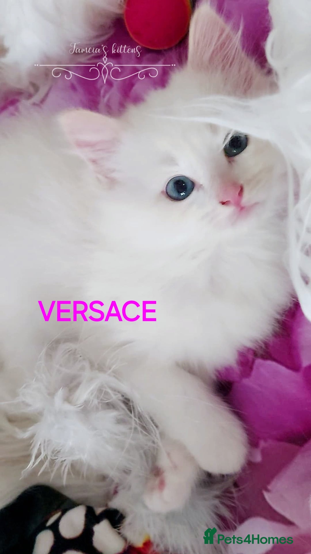 Ragdoll cats for sale: BEAUTIFUL CROSS RAGDOLL/PERSIAN 😻😻😻😻 - Image 6