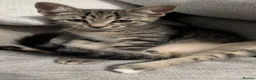 Mixed Breed cats for sale: Adorable Kittens Ready for Their Forever Homes! - Advert 9