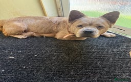Mixed Breed dogs for sale: German shepherd cross chow chow/French bulldog  - Image 24