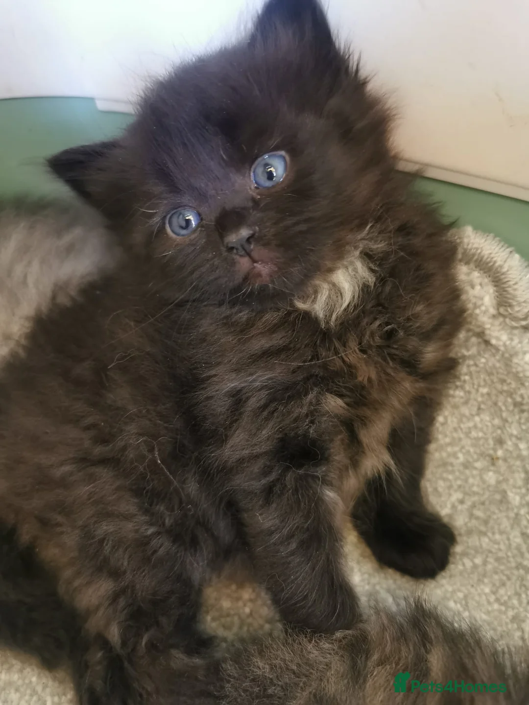 Siberian cats for sale: Registered Siberian Kittens  - Advert 2