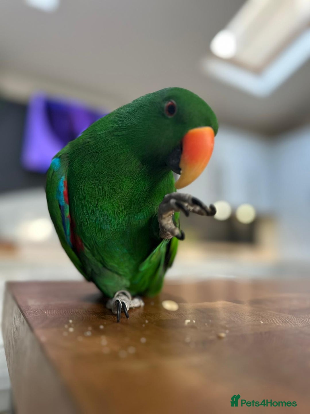 Parrots birds for sale: Eclectus male parrot  - Image 2