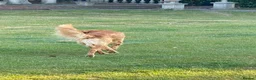 Golden Retriever dogs for stud: Proven Golden Retreiver for stud  in Hassocks - Advert 6