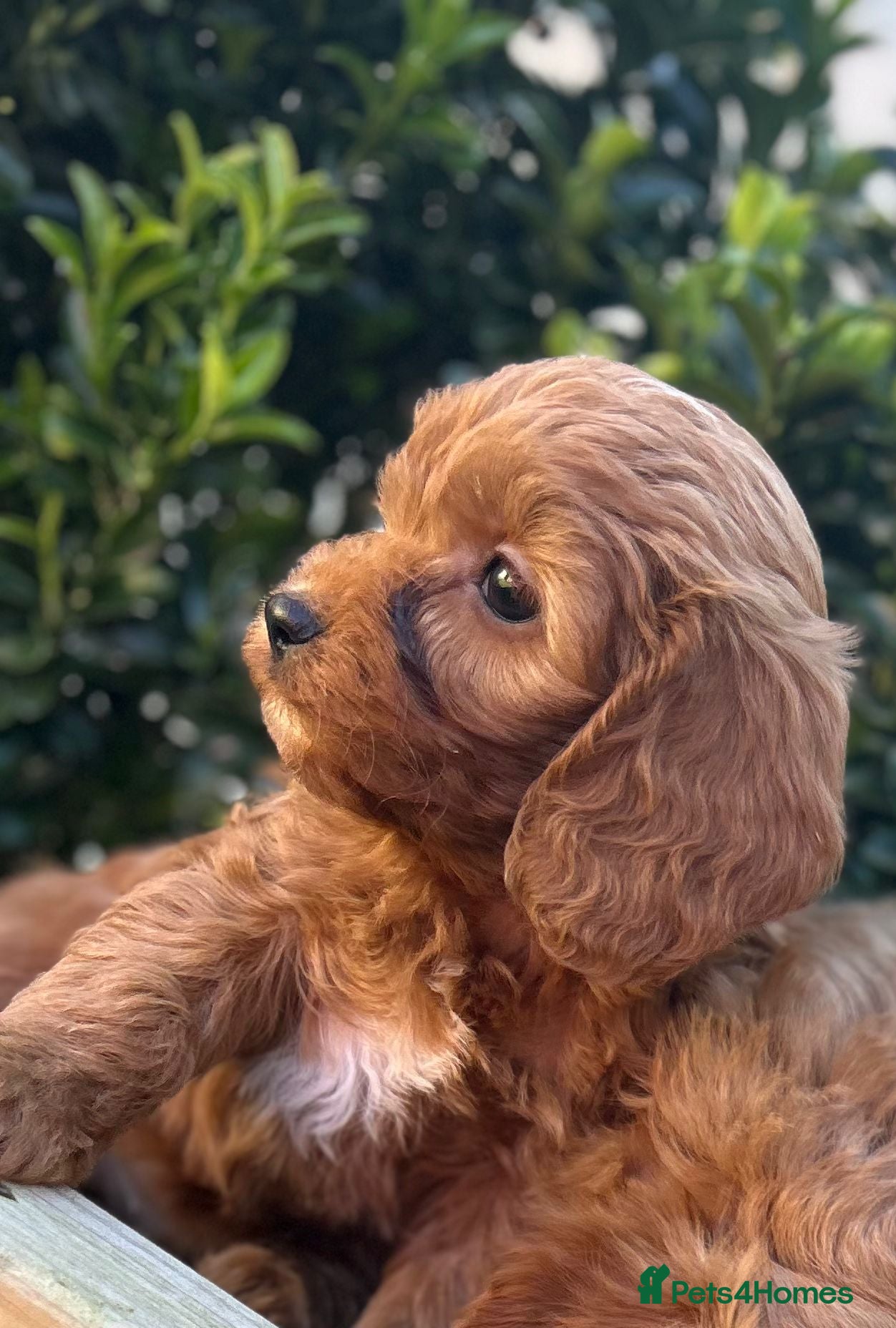 Cavapoo dogs Toy cavapoo - Advert 18