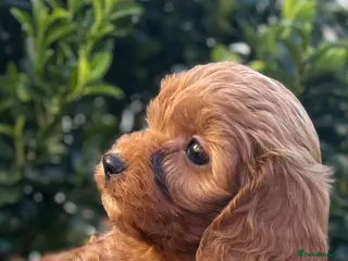 Cavapoo dogs Toy cavapoo - Advert 18