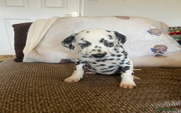 Dalmatian dogs for sale: Gorgeous Dalmatian Puppies - Image 5