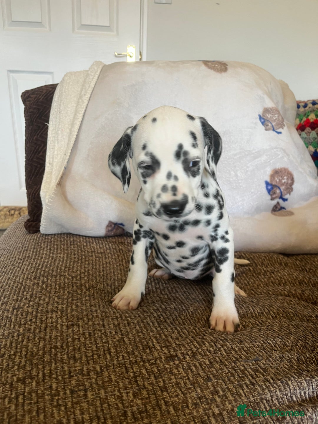 Dalmatian dogs for sale: Gorgeous Dalmatian Puppies - Image 5