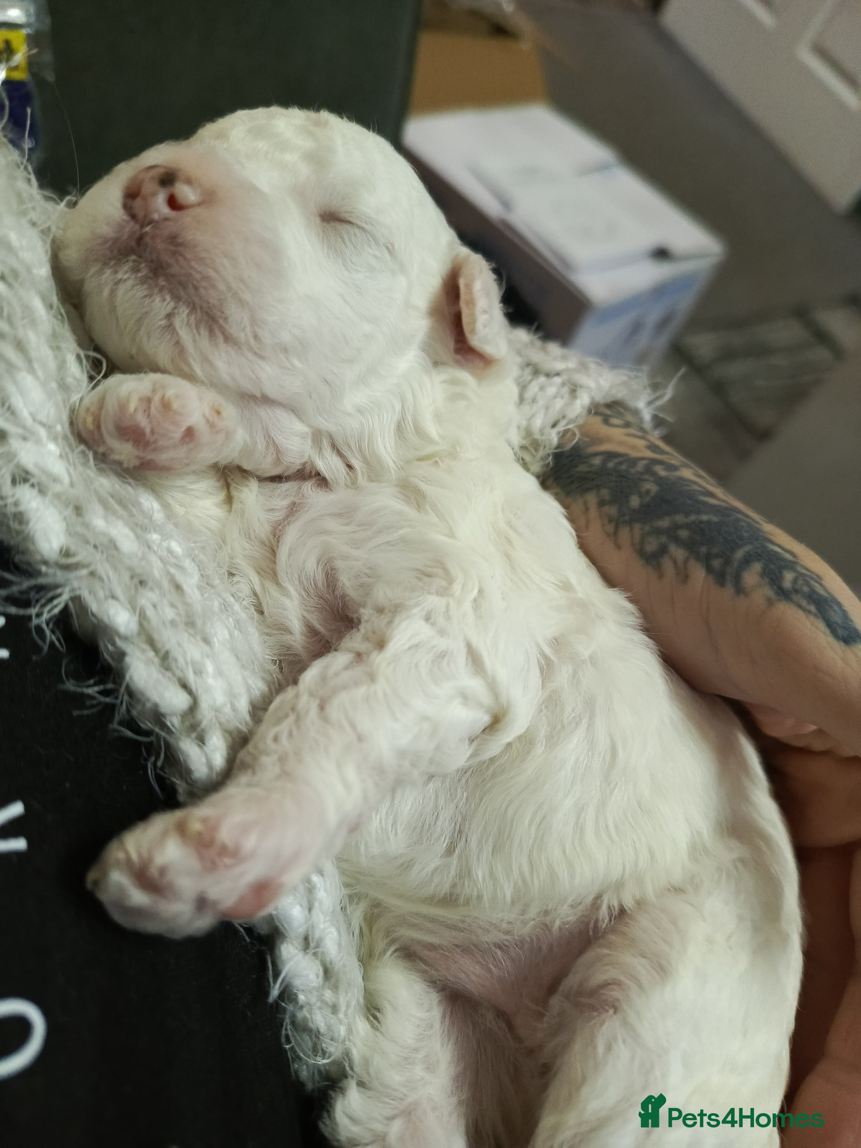 Poochon dogs Poochon puppies  - Advert 4