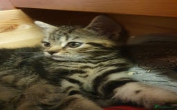 Mixed Breed cats for sale: Playful Tabby Kittens 😸  - Advert 5