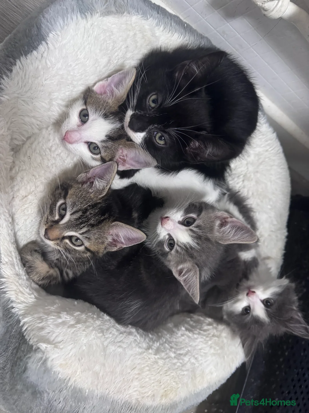 Mixed Breed cats for sale: Beautiful litter of kittens  - Advert 23