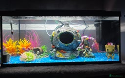 Other/Mixed Breed fish for sale: Axolotl and tank  - Image 5