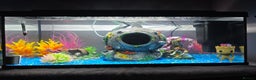 Other/Mixed Breed fish for sale: Axolotl and tank  - Advert 5