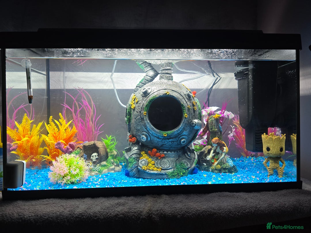 Other/Mixed Breed fish for sale: Axolotl and tank  - Image 5