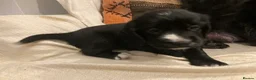 Sprocker dogs for sale: 8 beautiful healthy friendly little Sprocker pups - Advert 30