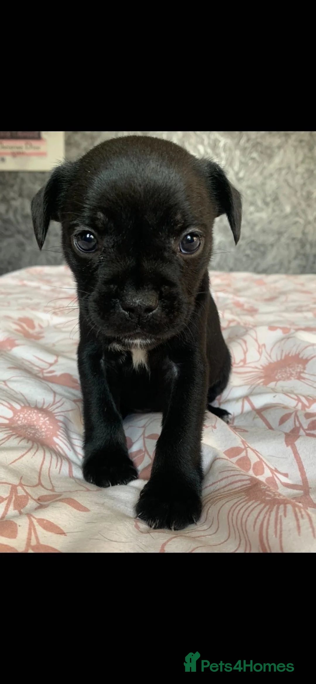 Mixed Breed dogs for sale: Beautiful Fraffy Puppies - Advert 5
