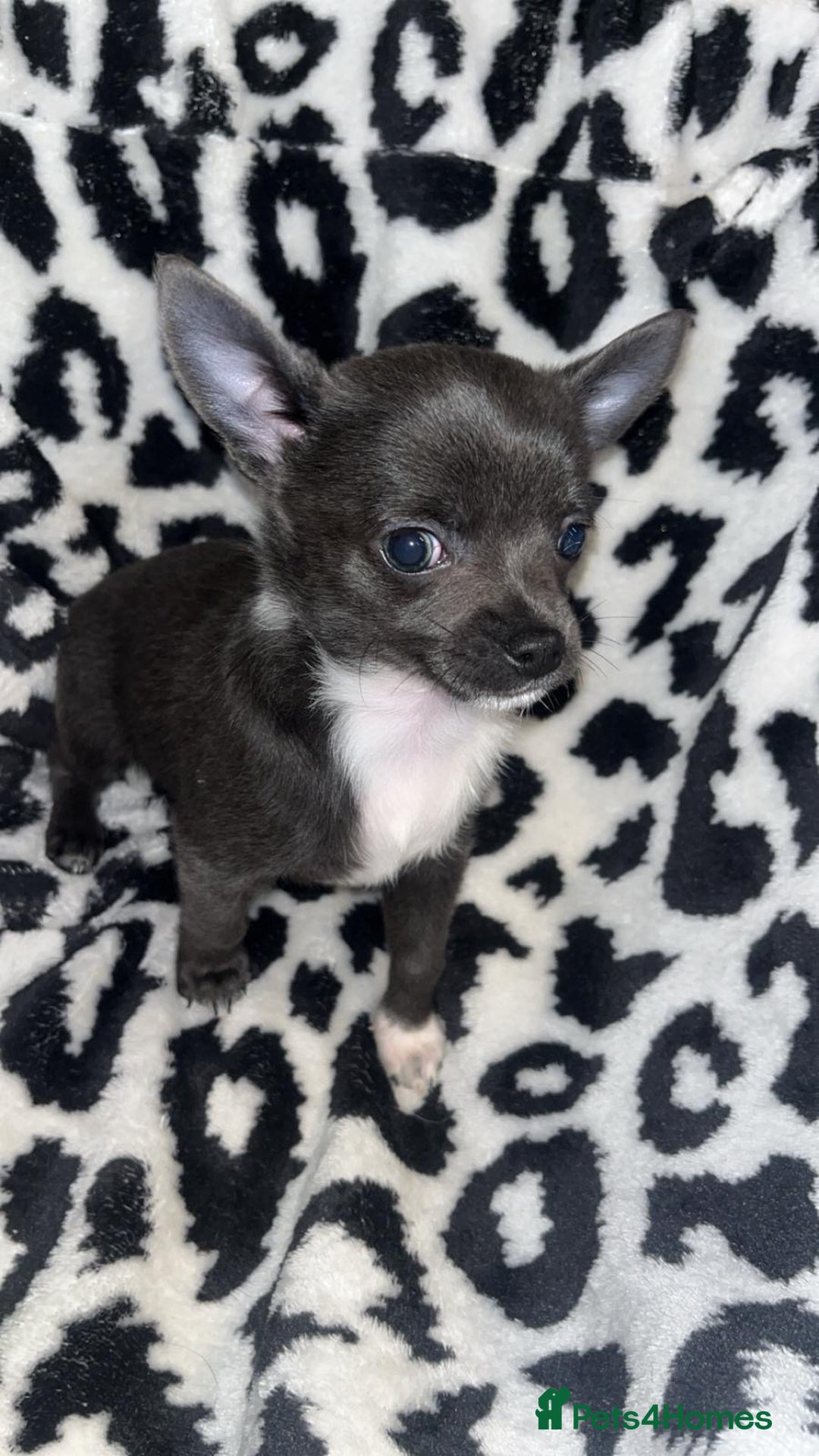 Chihuahua dogs for sale: Chihuahua puppies 2 female, 1 male  - Advert 3
