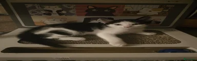 Adorable Black and White Kitten Ready to Join Your Family.
