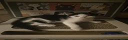 Domestic Shorthair cats for sale: Two Beautiful, Loving Kittens Looking for a Home. - Advert 5