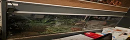 Tortoise reptiles for sale: CB23 RED FOOT TORTOISE IN VIV - Advert 3