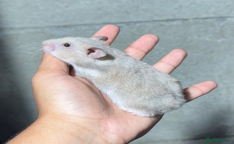 Hamster rodents - Advert 8