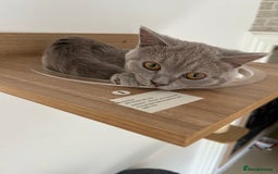 British Shorthair cats for sale: missy! grey british short hair. - Image 21