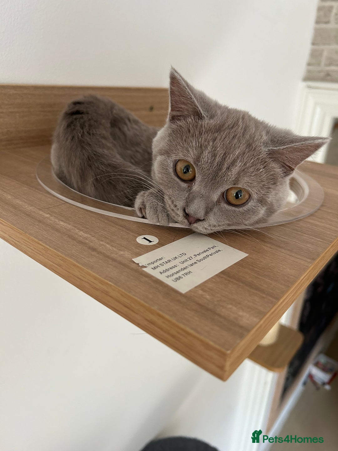 British Shorthair cats for sale: missy! grey british short hair. - Image 21