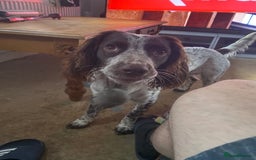 Cocker Spaniel dogs for stud: Crazy Cocker spaniel for studding. in Kettering - Image 13